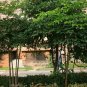 Heteropanax Fragrans, Panax Fragrans Seed 500 PCS, Huang San Feng