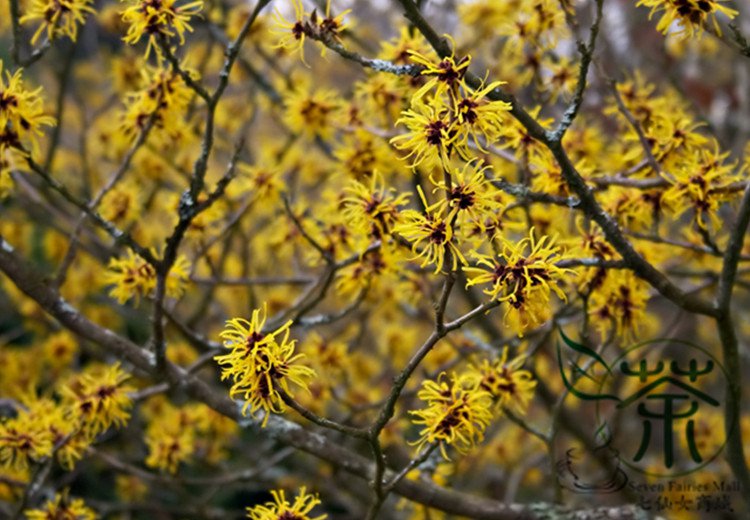 Hamamelis Mollis, Chinese Witch Hazel Seed 1000 PCS, Jing Lv Mei