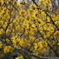 Hamamelis Mollis, Chinese Witch Hazel Seed 1000 PCS, Jing Lv Mei