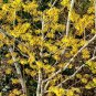 Hamamelis Mollis, Chinese Witch Hazel Seed 1000 PCS, Jing Lv Mei
