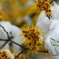 Hamamelis Mollis, Chinese Witch Hazel Seed 1000 PCS, Jing Lv Mei
