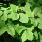 Hamamelis Mollis, Chinese Witch Hazel Seed 1000 PCS, Jing Lv Mei