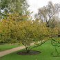 Hamamelis Mollis, Chinese Witch Hazel Seed 1000 PCS, Jing Lv Mei