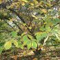 Hamamelis Mollis, Chinese Witch Hazel Seed 1000 PCS, Jing Lv Mei