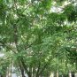 Gleditsia Sinensis, Chinese Honey Locust Seed 300 PCS, Zao Jia Shu