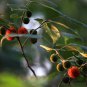 Fructus Broussonetiae, Paper Mulberry Seed 2000 PCS, Chu Shi Zi