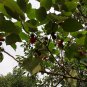 Fructus Broussonetiae, Paper Mulberry Seed 2000 PCS, Chu Shi Zi