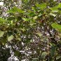 Fructus Broussonetiae, Paper Mulberry Seed 2000 PCS, Chu Shi Zi