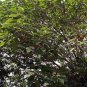 Fructus Broussonetiae, Paper Mulberry Seed 2000 PCS, Chu Shi Zi