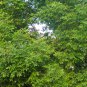 Fraxinus Chinensis, Chinese Ash Seed 500 PCS, Bai La Shu