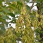 Fraxinus Chinensis, Chinese Ash Seed 500 PCS, Bai La Shu