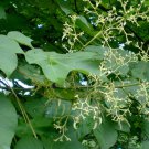 Firmiana Simplex, Chinese Parasol Tree Seed 500 PCS, Qingtong