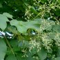 Firmiana Simplex, Chinese Parasol Tree Seed 500 PCS, Qingtong