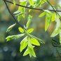 Ficus Virens, White Fig Pilkhan Seed 1000 PCS, Sour Fig Huang Ge Shu