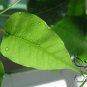 Ficus Religiosa, Sacred Fig Seed 50 PCS, Bodhi Tree Pu Ti Shu