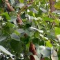 Ficus Religiosa, Sacred Fig Seed 50 PCS, Bodhi Tree Pu Ti Shu