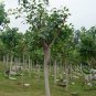 Ficus Religiosa, Sacred Fig Seed 50 PCS, Bodhi Tree Pu Ti Shu