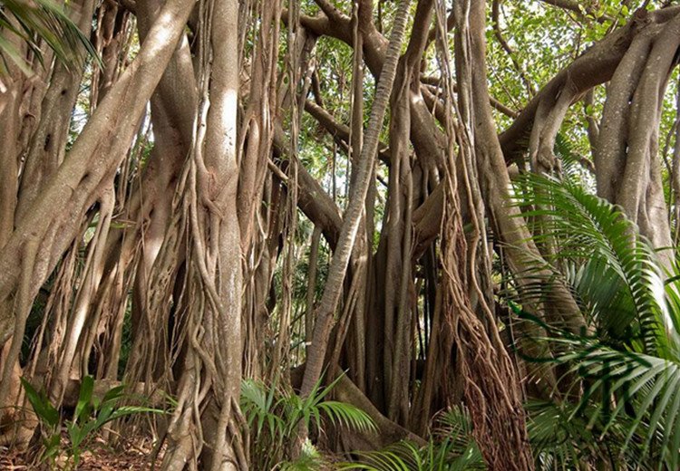 Ficus Religiosa, Sacred Fig Seed 50 PCS, Bodhi Tree Pu Ti Shu