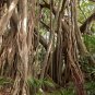 Ficus Religiosa, Sacred Fig Seed 50 PCS, Bodhi Tree Pu Ti Shu