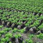Ficus Microcarpa, Chinese Banyan Seed 1000 PCS, Curtain Fig Xi Yerong