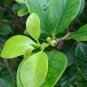 Ficus Microcarpa, Chinese Banyan Seed 1000 PCS, Curtain Fig Xi Yerong