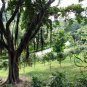 Ficus Microcarpa, Chinese Banyan Seed 1000 PCS, Curtain Fig Xi Yerong