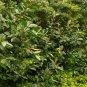 Ficus Elastica, Rubber Fig Seed 1000 PCS, Rubber Bush Xiangpi Shu