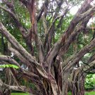 Ficus Altissima, Council Tree Seed 1000 PCS, Gao Shan Ron