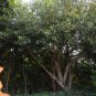 Ficus Altissima, Council Tree Seed 1000 PCS, Gao Shan Ron