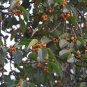 Ficus Altissima, Council Tree Seed 1000 PCS, Gao Shan Ron