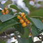 Ficus Altissima, Council Tree Seed 1000 PCS, Gao Shan Ron