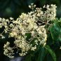 Evodia Daniellii, Tetradium Daniellii Seed 2000 PCS, Bee-bee Tree Chou Tan