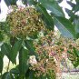 Evodia Daniellii, Tetradium Daniellii Seed 2000 PCS, Bee-bee Tree Chou Tan
