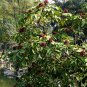 Evodia Daniellii, Tetradium Daniellii Seed 2000 PCS, Bee-bee Tree Chou Tan