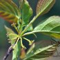 Euptelea Pleiosperma, Euptelea Davidiana Seed 1000 PCS, Ling Chun Mu