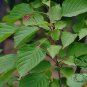 Euptelea Pleiosperma, Euptelea Davidiana Seed 1000 PCS, Ling Chun Mu