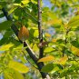 Euptelea Pleiosperma, Euptelea Davidiana Seed 1000 PCS, Ling Chun Mu