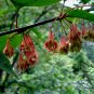 Euptelea Pleiosperma, Euptelea Davidiana Seed 1000 PCS, Ling Chun Mu