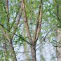Euonymus Maackii, Hamilton's Spindletree Seed 2000 PCS, Si Mian Mu