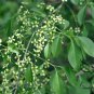 Euonymus Maackii, Hamilton's Spindletree Seed 2000 PCS, Si Mian Mu