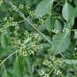 Euonymus Maackii, Hamilton's Spindletree Seed 2000 PCS, Si Mian Mu