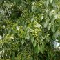 Euonymus Maackii, Hamilton's Spindletree Seed 2000 PCS, Si Mian Mu
