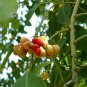 Euonymus Maackii, Hamilton's Spindletree Seed 2000 PCS, Si Mian Mu