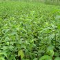 Eucommia Ulmoides, Cortex Eucommia Seed 300 PCS, Du Zhong