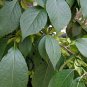 Eucommia Ulmoides, Cortex Eucommia Seed 300 PCS, Du Zhong