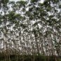 Eucalyptus Citriodora, Corymbia Citriodora Seed 2000 PCS, An Shu