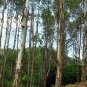 Eucalyptus Citriodora, Corymbia Citriodora Seed 2000 PCS, An Shu