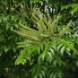 Erythrophleum Fordii, Ge Mu 100 PCS, Precious Hardwood Species Tree
