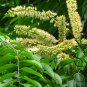 Erythrophleum Fordii, Ge Mu 100 PCS, Precious Hardwood Species Tree
