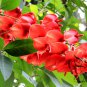 Erythrina Crista-galli, Cockspur Coral Tree Seed 200 PCS, Jiguan Ci Tong